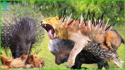 مورچه های سازمان یافته | حمله...