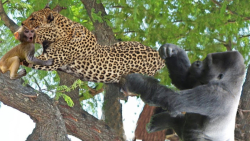 گوریل خشمگین برای نجات مکعب ها...