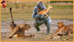 دنیای حیوانات وحشی! حیواناتی ک...