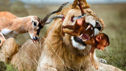 ایمپالا خشمگین برای انتقام از...