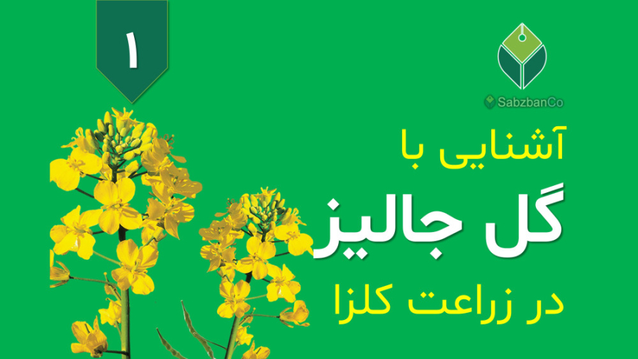 مدیریت علف هرز گل جالیز در زراعت کلزا، قسمت 1: معرفی فیلم آموزشی زمان50ثانیه