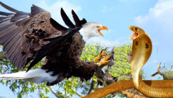 عقاب ها مارها را غافلگیر می کن...