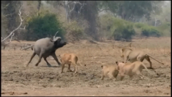 مستند حیات وحش افتخار شیر ها چ...