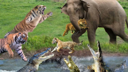 حمله بچه ببر فیل دیوانه و سقوط...