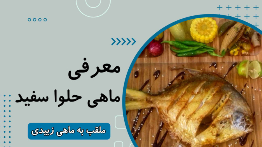 معرفی ماهی حلوا سفید یا زبیدی | خواص و قیمت و خرید ماهی حلوا سفید زمان256ثانیه