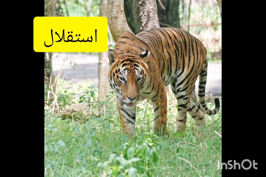 مسخره کردن پرسپولیس