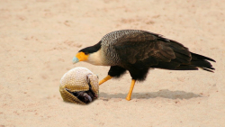 وقتی تاتو با کارکارا ملاقات می...