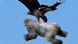 شکار حیات وحش | نبرد جوجه عقاب...