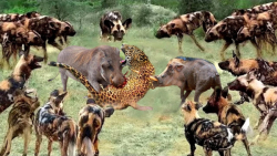 حمله جمعی کفتارها به پلنگ | جن...