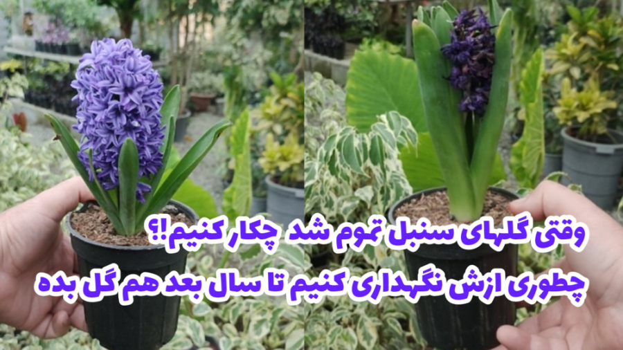 بعداز تموم شدن گل سنبل چکار کنیم / نگهداری از گل سنبل و پیاز آن