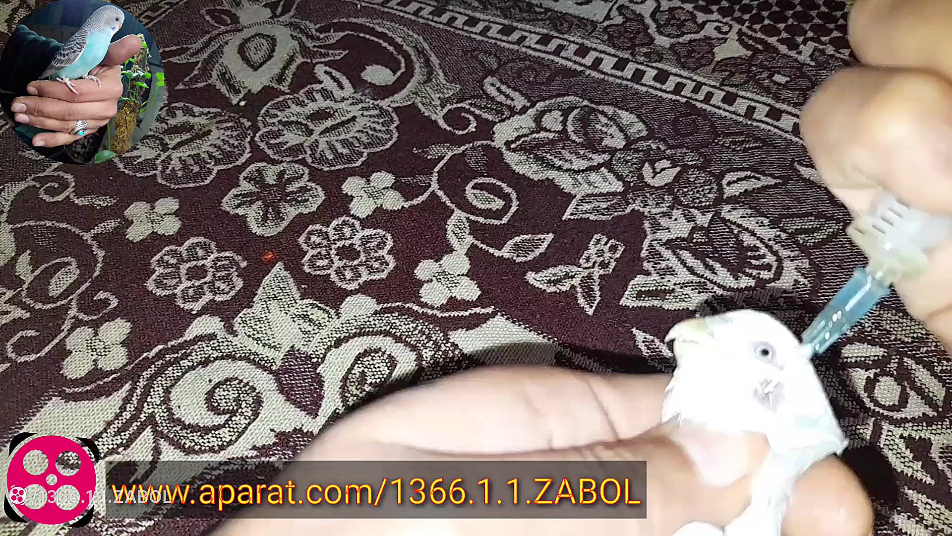 علت سرگیجه و درمان مرغ عشق عمل زیبایی
