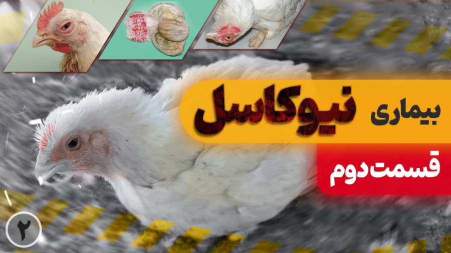 بیماری نیوکاسل در مرغ گوشتی (قسمت دوم) دکتر محمد مهدی عبدالهی (دامپزشک)
