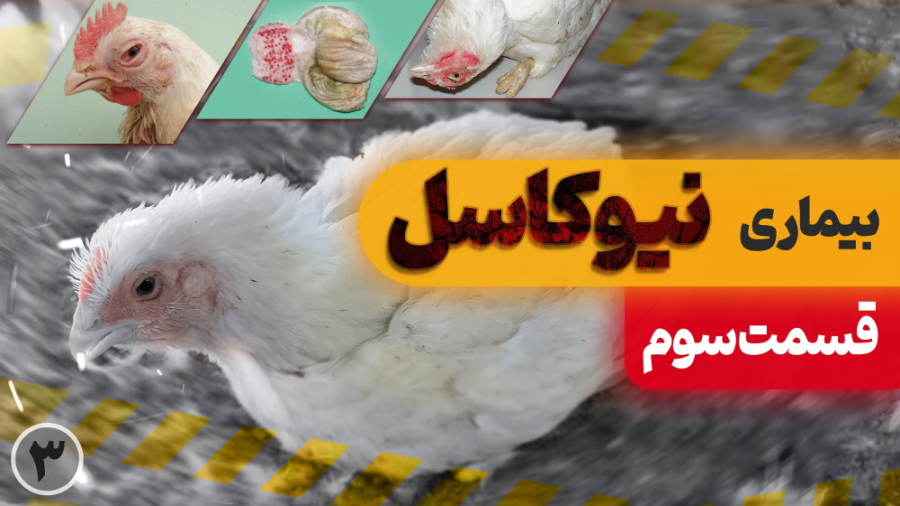 بیماری نیوکاسل در مرغ گوشتی (قسمت سوم) دکتر محمد مهدی عبدالهی (دامپزشک)