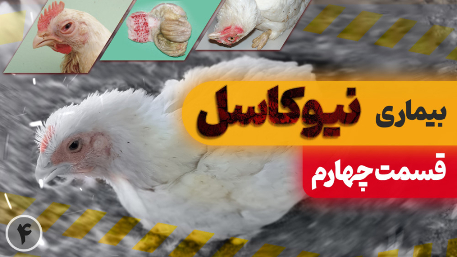 بیماری نیوکاسل در مرغ گوشتی (قسمت چهارم) دکتر محمد مهدی عبدالهی (دامپزشک)