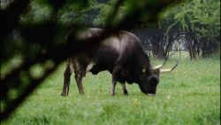 مستند حیات وحش انتخاب غیر طبیع...