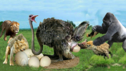 شیر و کفتار توله شترمرغ را می...