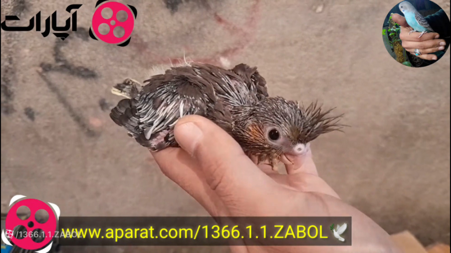 جوجه های بامزه عروس هلندی مهدی مهدوی‌کیا