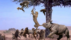 مستند حیات وحش | جنگ پلنگ و با...