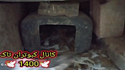 جوجه دم سیاه وقهوای دورنگ.بلاخ...