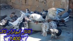 آبتنی کردن کبوترام