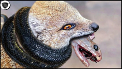 پادشاه کبرا زهر را به چشمان ما...