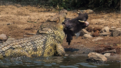 مستند حیات وحش،8 دعوای دیوانه،...