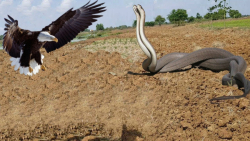 مستند حیات وحش | مبارزه عقاب ب...