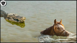 مستند حیات وحش || شکار روباه ع...