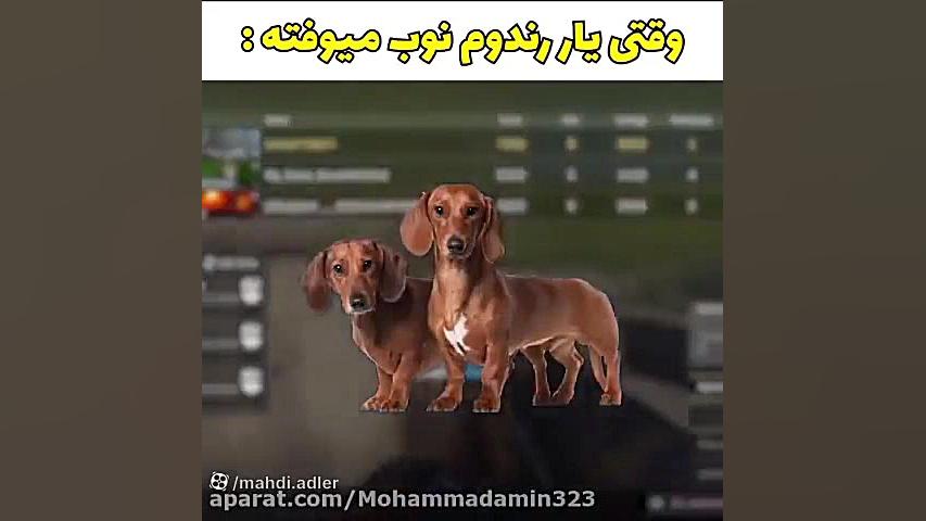 سگ پرو سگ ارتودنسی
