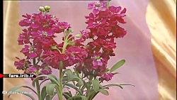 ترانه شاد &quot; دلداده شیدا &...