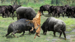 مبارزه شیر بزرگ و کفتار || کفت...