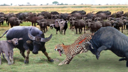 مستند حیوانات وحشی || کشتن پلن...