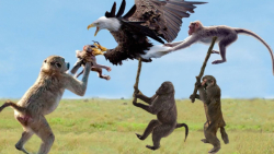 جنگ عقاب و میمون ها | تلاش عقا...