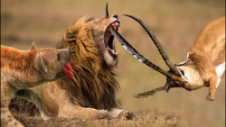 خشن ترین شکار تاریخ | جنگ بین...