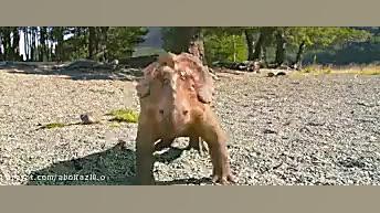 پاچی دایناسور،walking with dinos زمان5243ثانیه