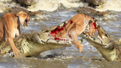 جنگ حیوانات وحشی | کروکودیل در...