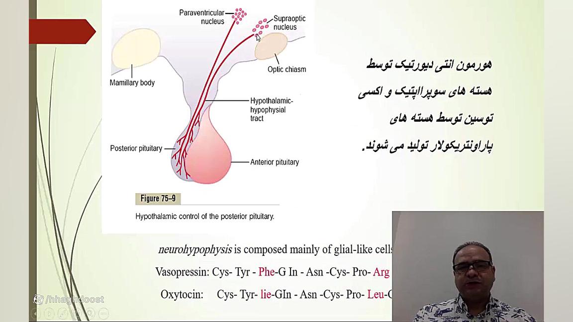 فیزیولوژی غدد: هیپوفیز پسین کله پوک