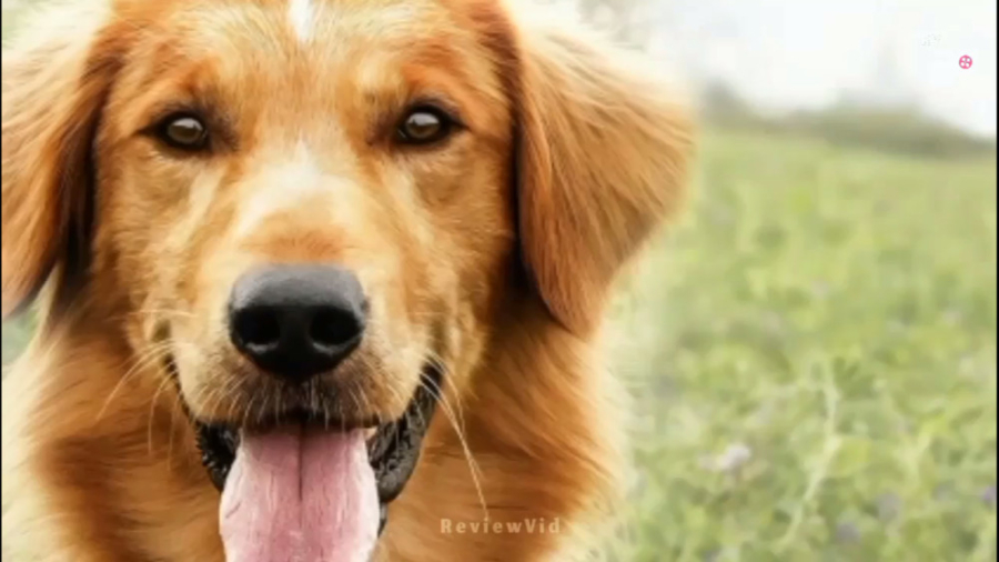 فیلم سینمایی "هدف یک سگ" | معرفی فیلم درمورد سگ ها زمان81ثانیه
