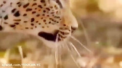 نبرد شیر vs کرگدن {حیوانات وحش...