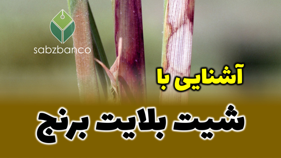 آشنایی با بیماری سوختگی غلاف برنج ترمیم لبخند لثه‌ای