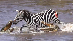 مستند حیات وحش | گورخر شجاع با...