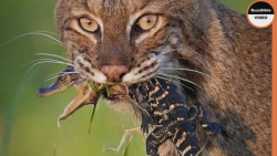 مستند حیات وحش  این قسمت گربه...