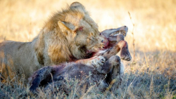 شیر برتر لحظه های کفتار را شکس...