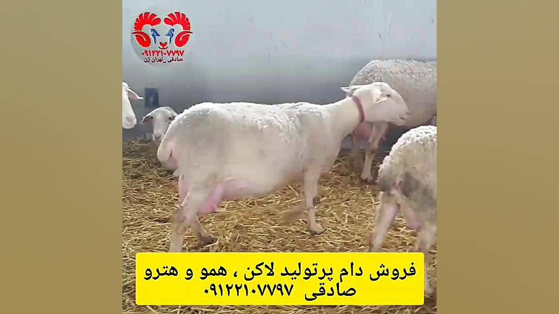 فروش گوسفند لاکن مجموعه تهران ژن ۰۹۱۲۲۱۰۷۷۹۷ میکروبیولوژی تطبیقی