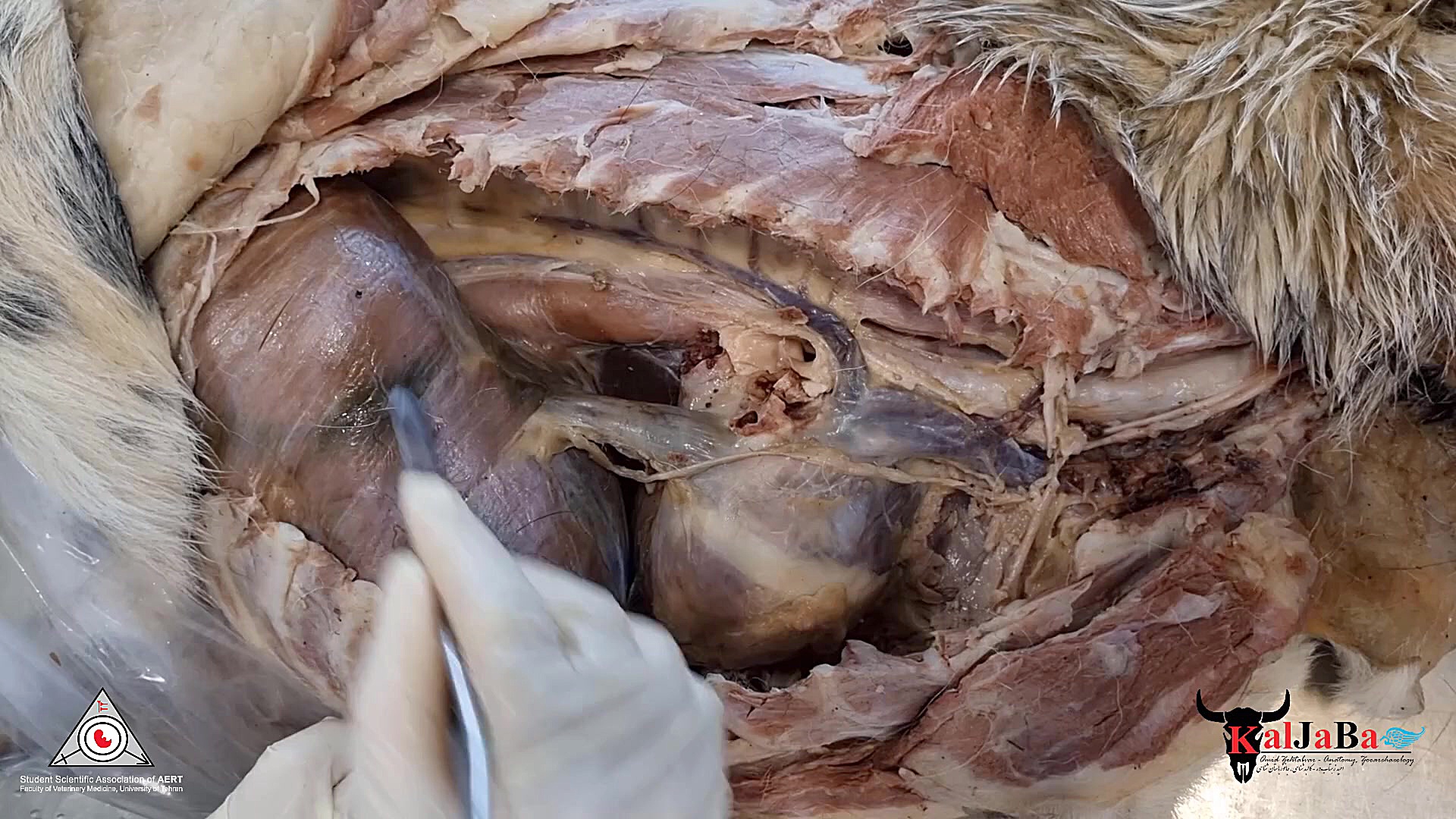 کلاس مجازی آناتومی توپوگرافیک دامپزشکی، قفسه سینه، بخش نهم درمان سلولیت