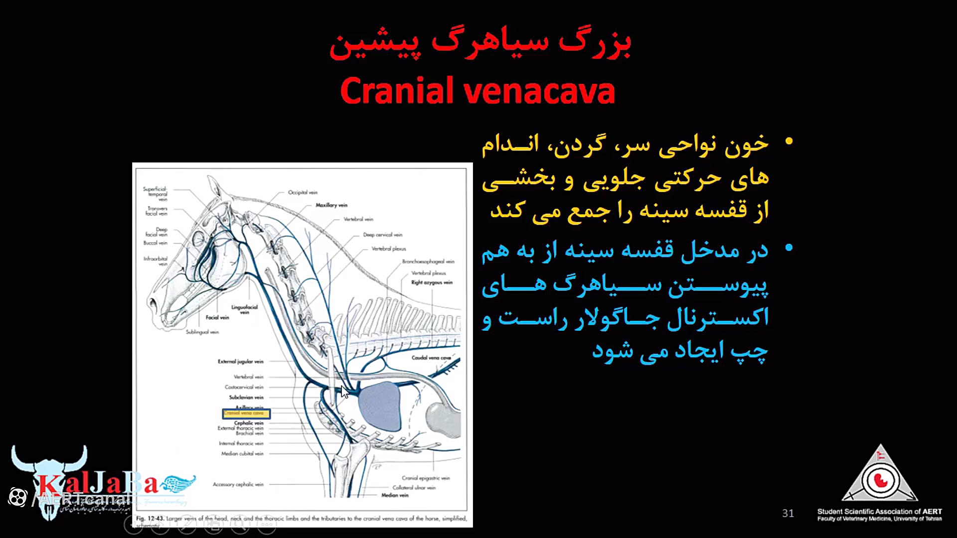 کلاس مجازی آناتومی توپوگرافیک دامپزشکی، قفسه سینه، بخش سوم عمل زیبایی