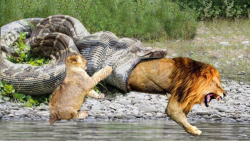 مبارزه واقعی شیر در مقابل مار...