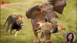 حمله فیل به شیرها | جنگ نابراب...