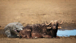 راز بقا حیوانات وحشی | حمله کو...