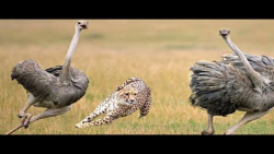 مبارزه حیوانات وحشی | مبارزه و...